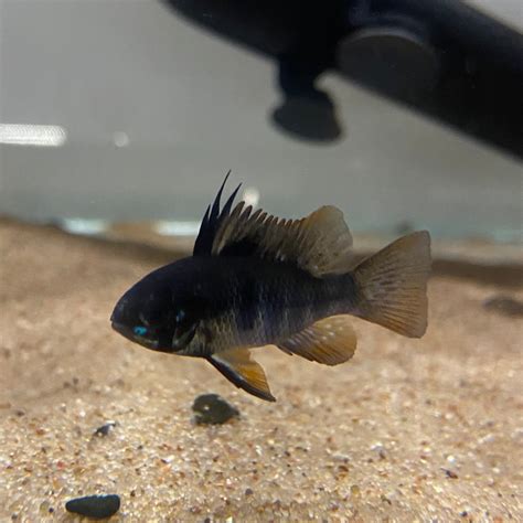 Freshwater – CK Fishworld.